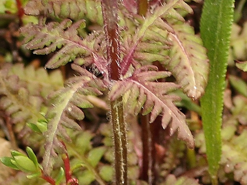 Pedicularis verticillata